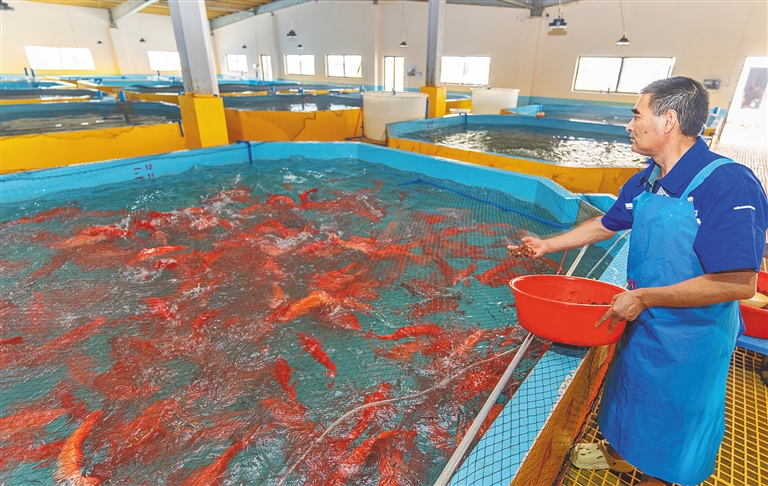 在文昌市冯家湾现代化渔业产业园，文昌鲲诚现代化海水养殖创新产业园工作人员在喂养东星斑。 海南日报全媒体记者 袁琛 摄